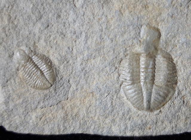 Ogyginus corndensis (MURCHISON 1839) - Bild © FossNet FossilienStore